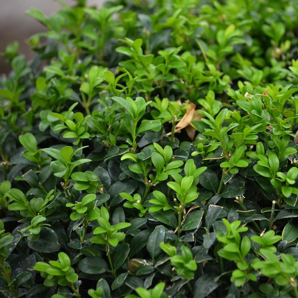 Buxus sempervirens - Bosso palla