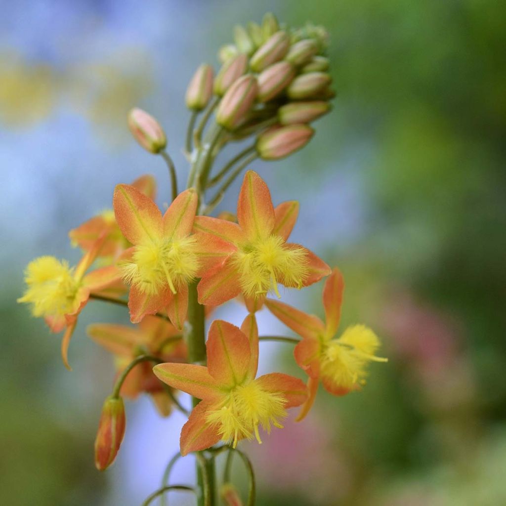 Bulbine frutescens - Fiore di serpente