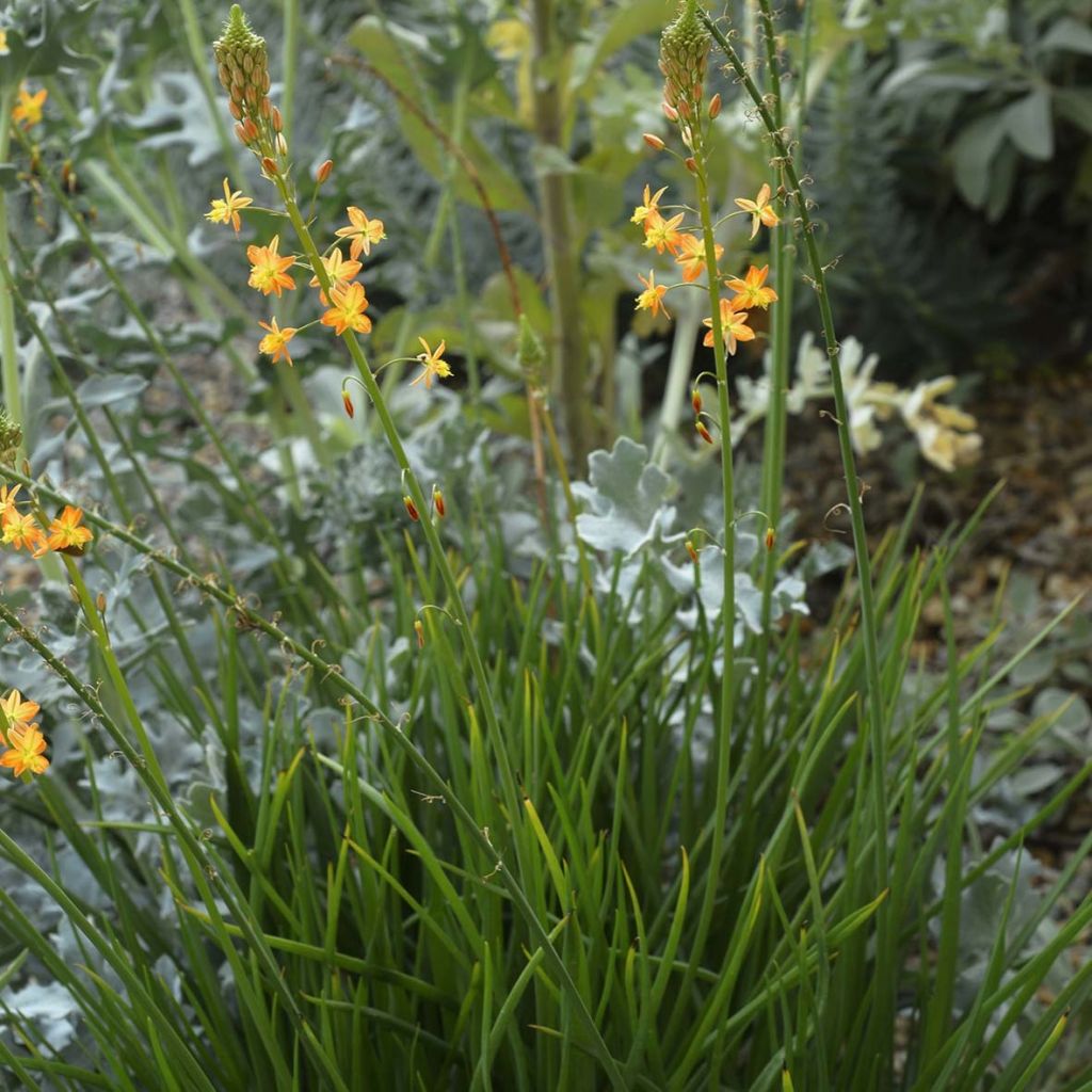 Bulbine frutescens - Fiore di serpente