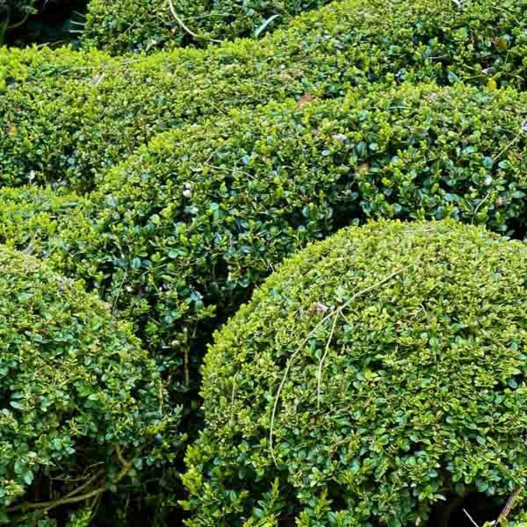 Buxus sempervirens - Bosso