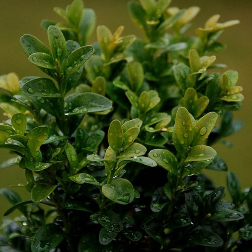 Buxus sempervirens - Bosso