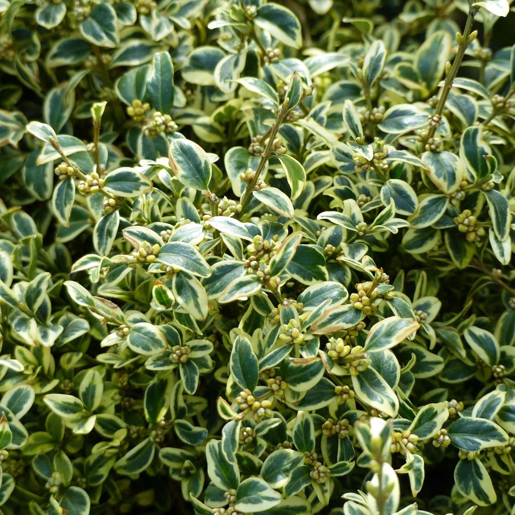 Buxus sempervirens Elegans - Bosso variegato