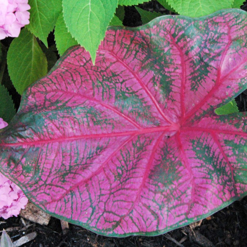 Caladium Fannie Munson - Caladio