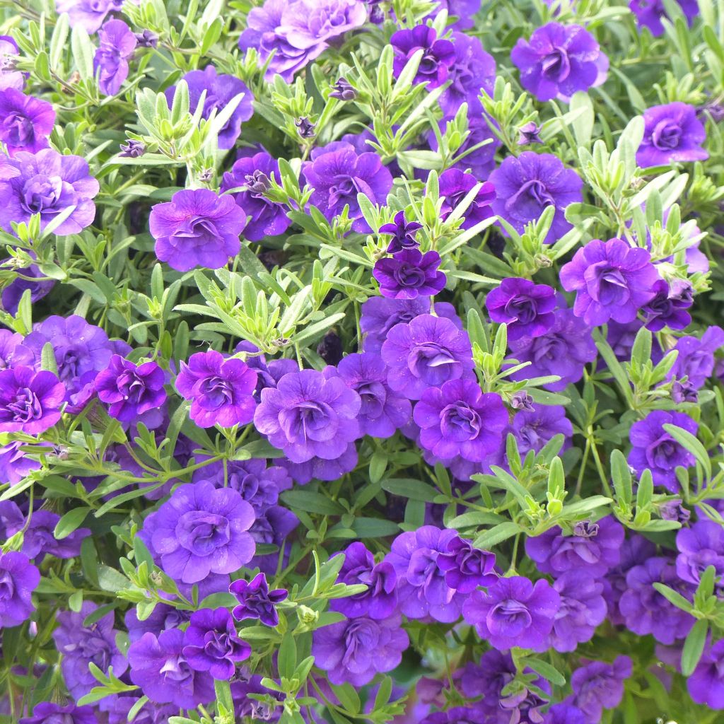 Calibrachoa Can-Can Rosies Blue - Petunia nana