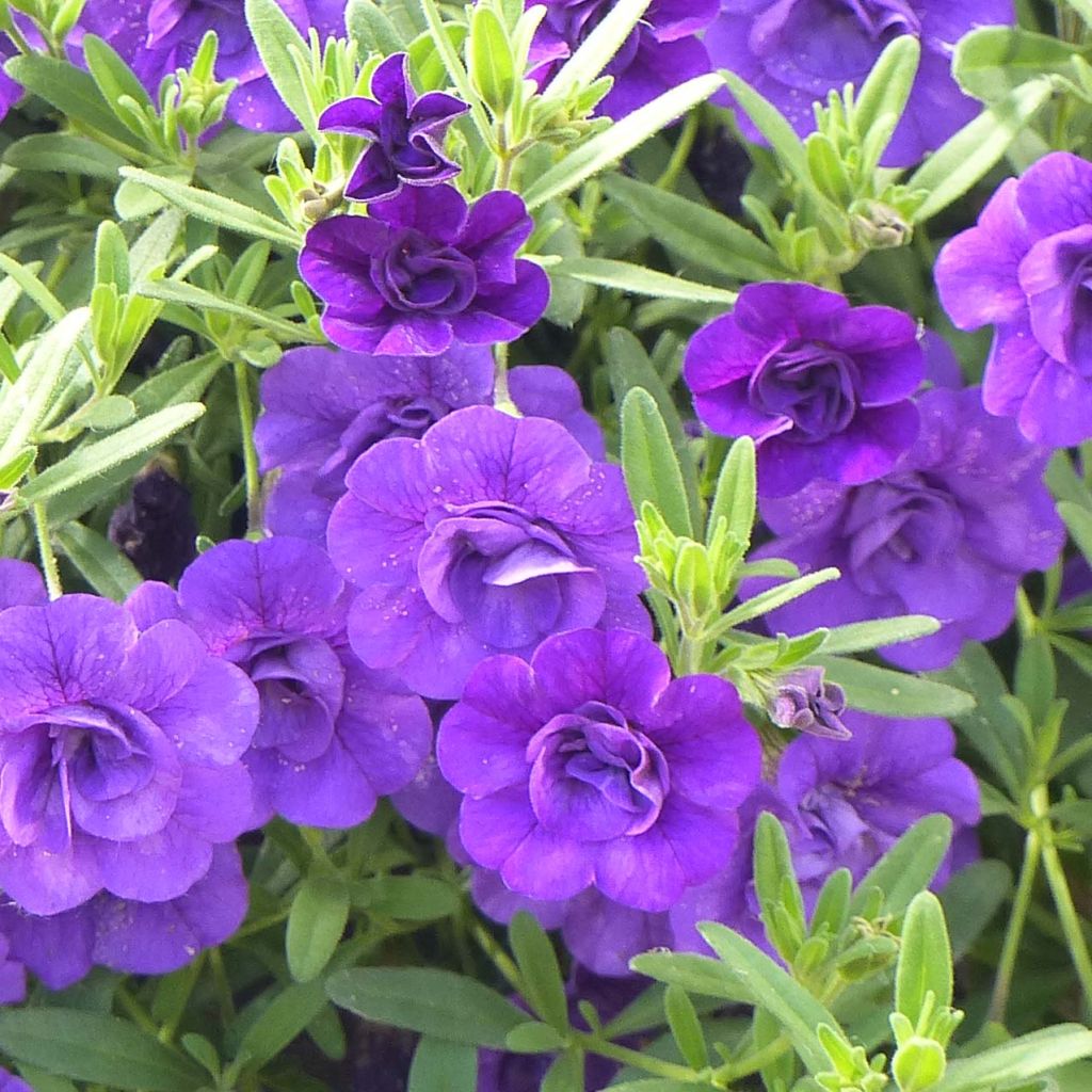 Calibrachoa Can-Can Rosies Blue - Petunia nana