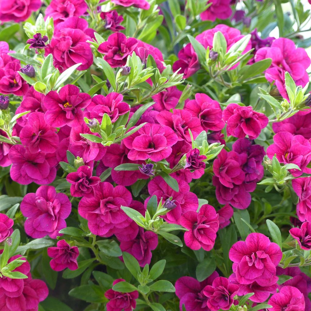 Calibrachoa Can-Can Rosies Pink - Petunia nana