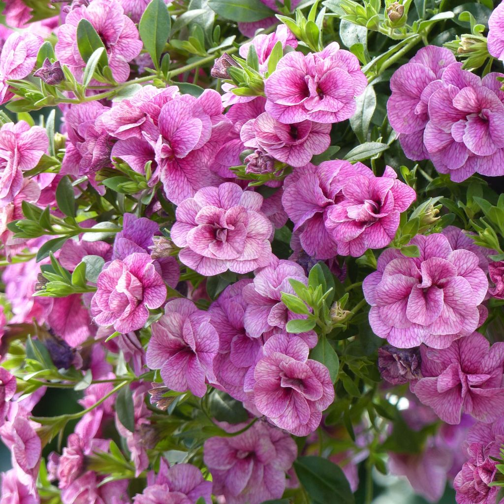 Calibrachoa Can-Can Rosies Pink Vein - Petunia nana