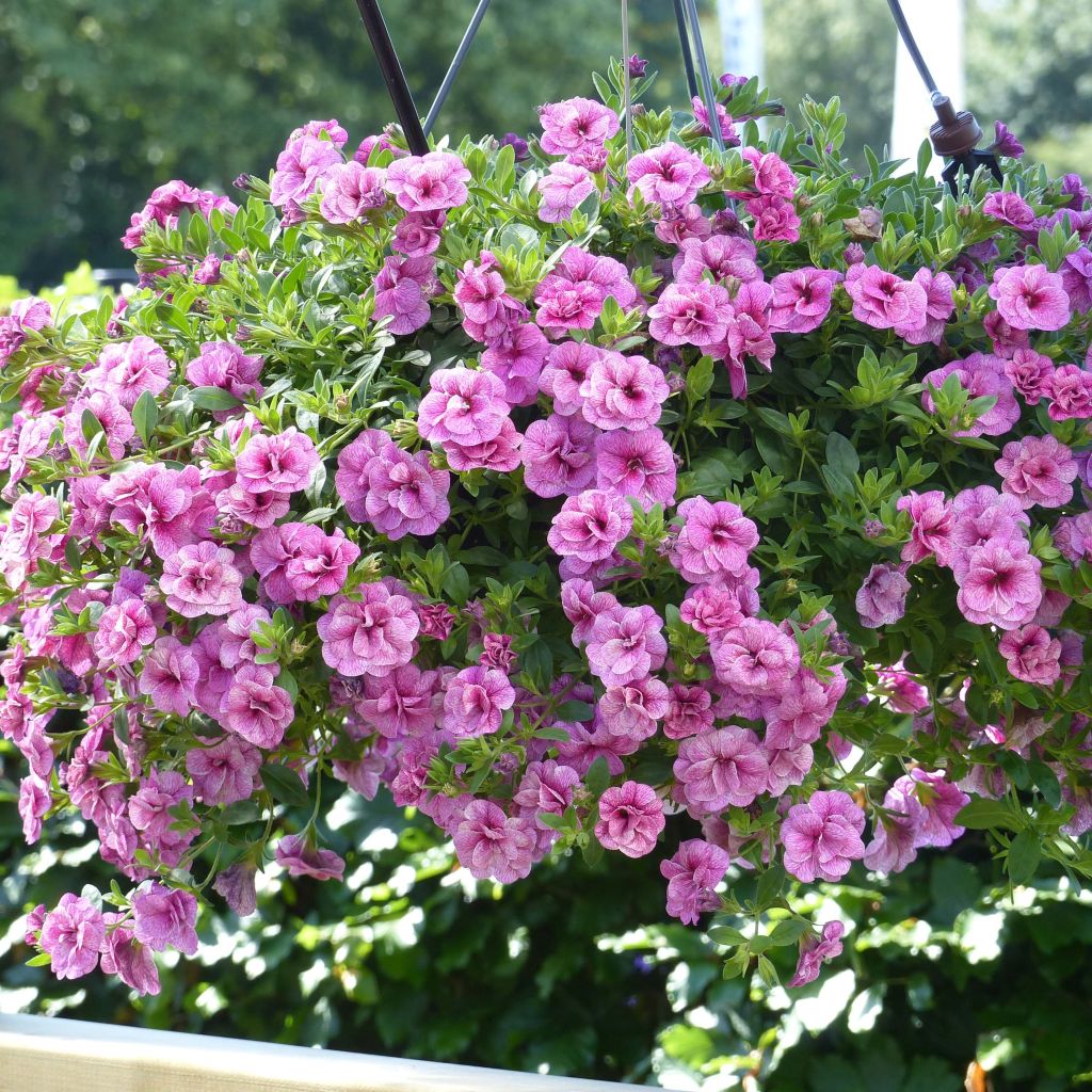 Calibrachoa Can-Can Rosies Pink Vein - Petunia nana