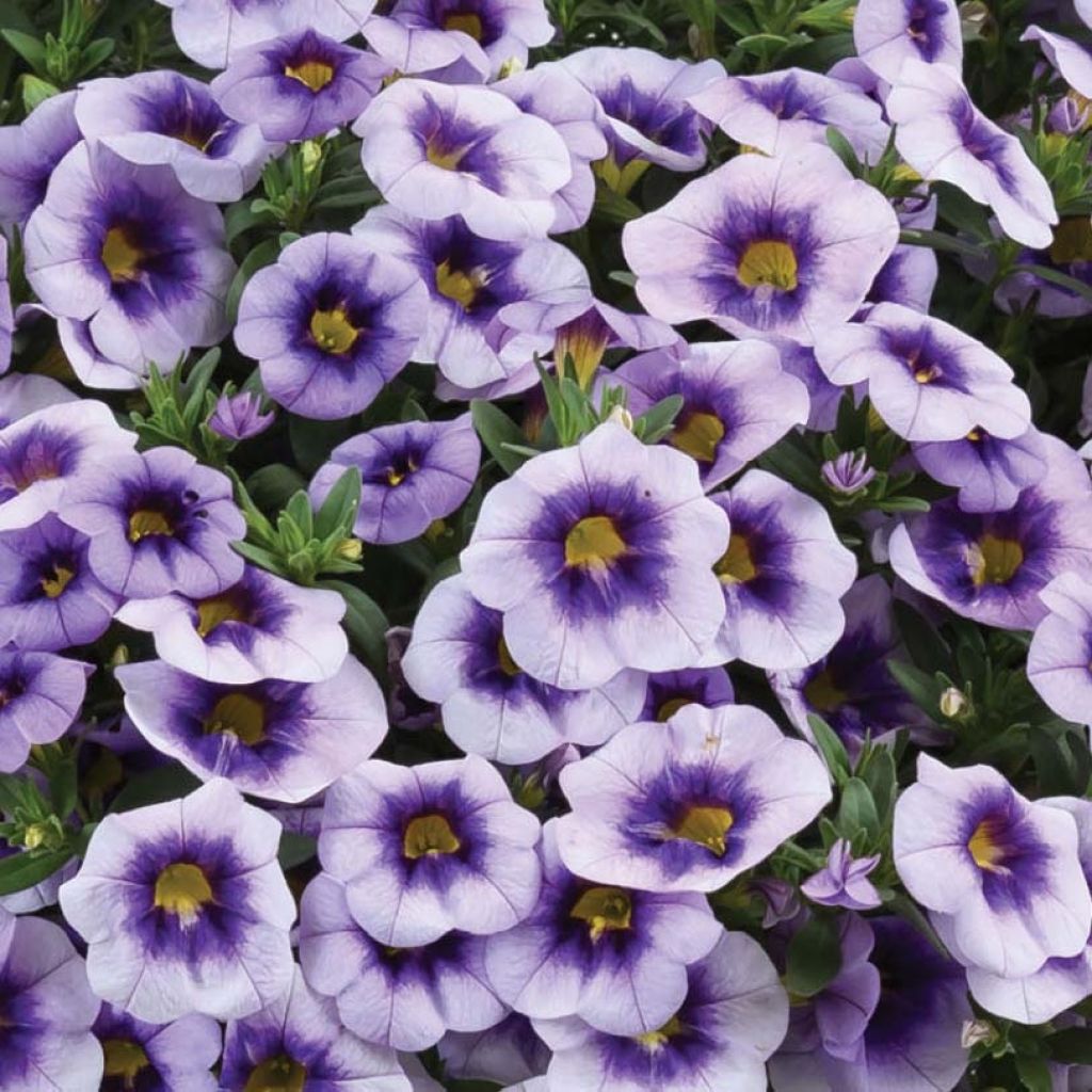 Calibrachoa Eyeconic Purple - Petunia nana