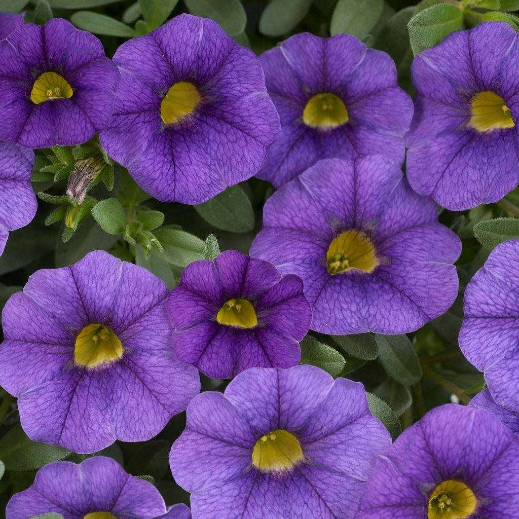 Calibrachoa Superbells Unique Blue Violet - Petunia nana