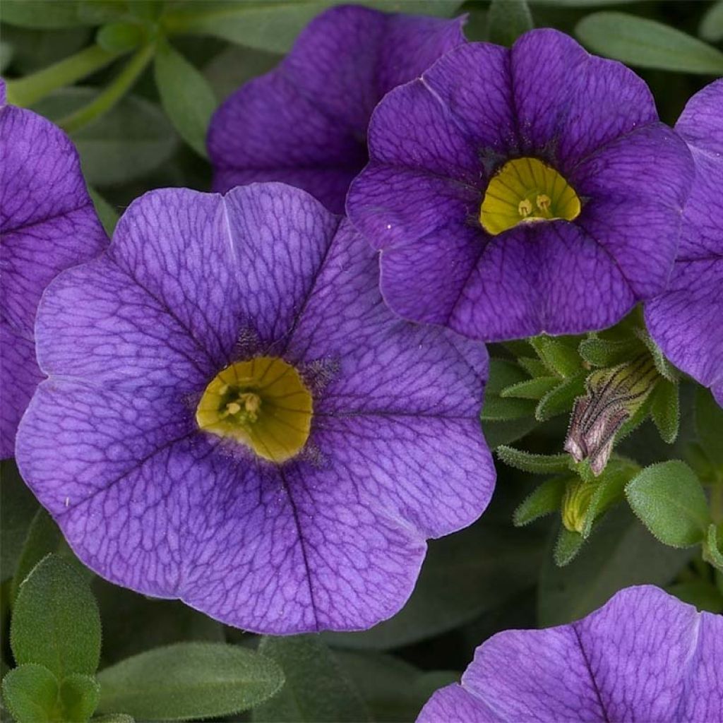 Calibrachoa Superbells Unique Blue Violet - Petunia nana