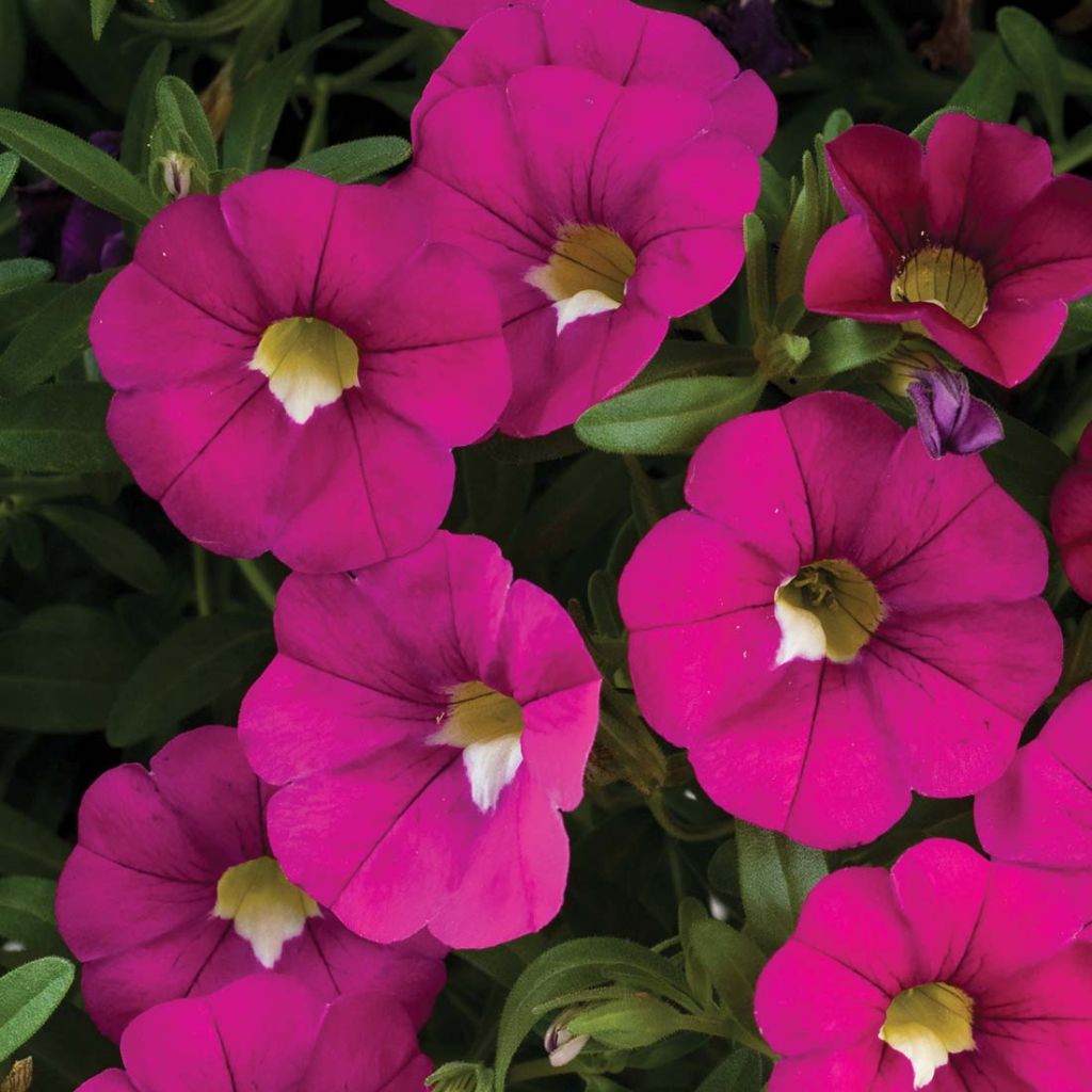 Calibrachoa Noa Dark Pink Carnival - Petunia nana