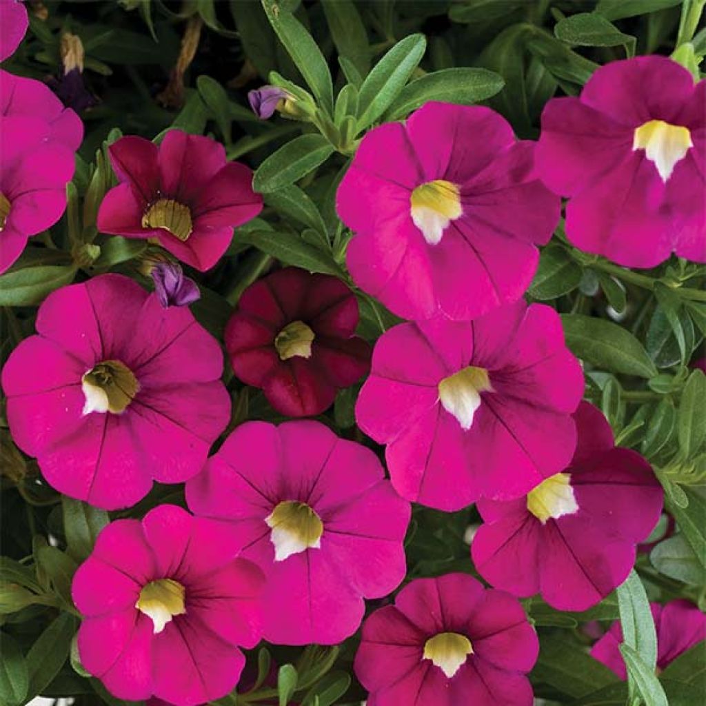 Calibrachoa Noa Dark Pink Carnival - Petunia nana