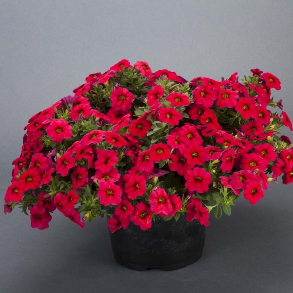 Calibrachoa Lia Dark Red - Petunia nana