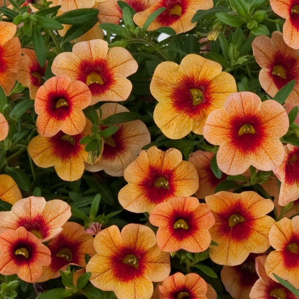 Calibrachoa Superbells Unique Mango Punch - Petunia nana