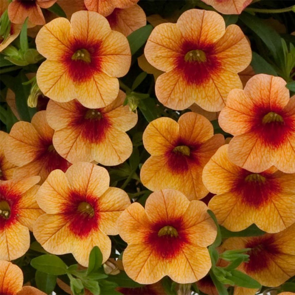 Calibrachoa Superbells Unique Mango Punch - Petunia nana