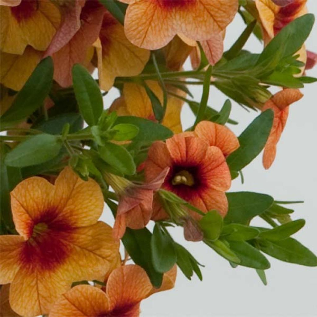 Calibrachoa Superbells Unique Mango Punch - Petunia nana