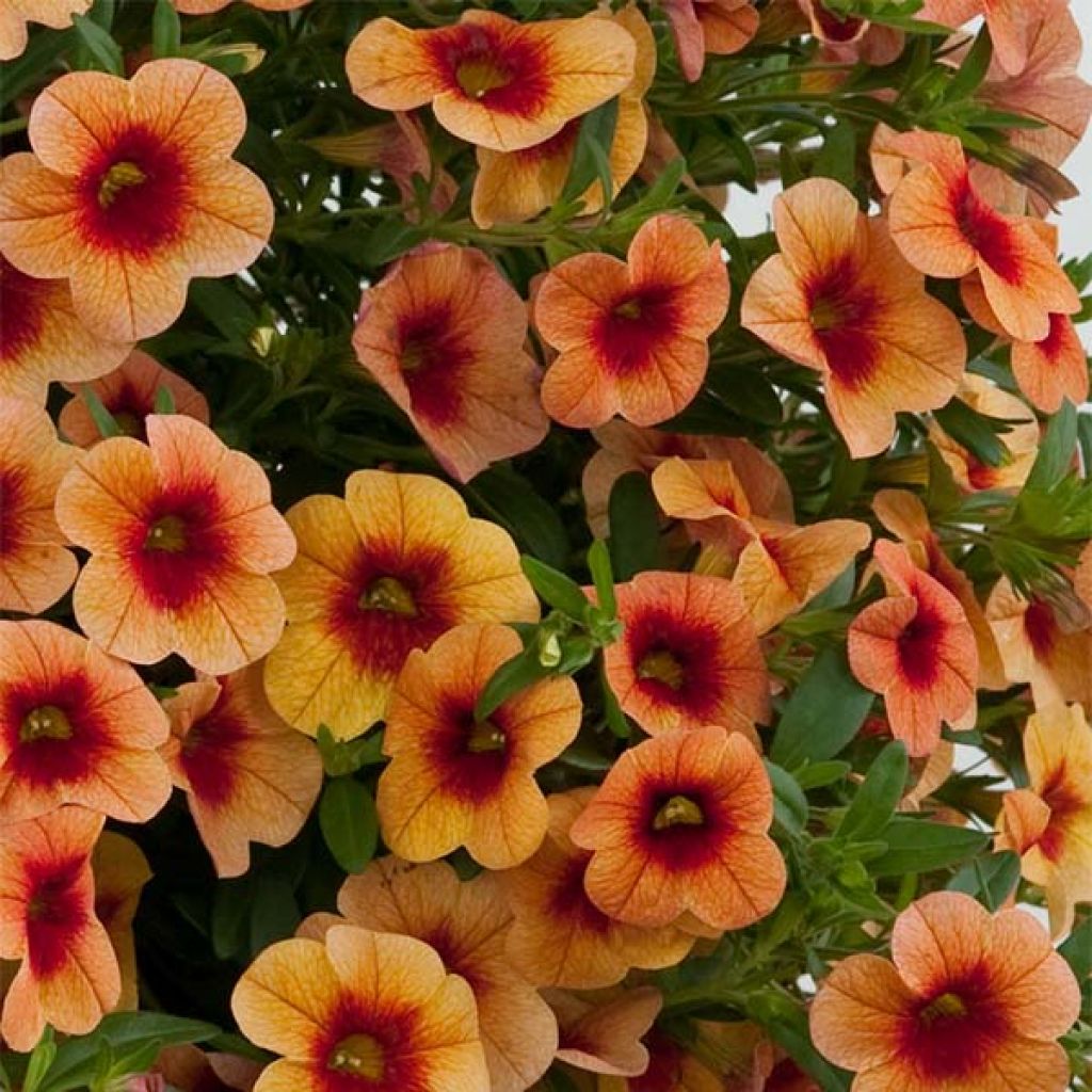 Calibrachoa Superbells Unique Mango Punch - Petunia nana