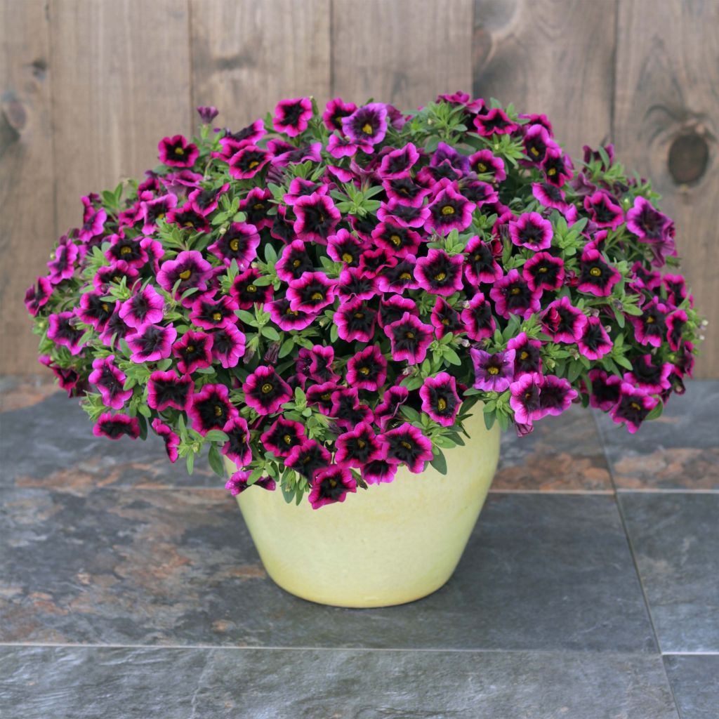 Calibrachoa Superbells Blackcurrant Punch - Petunia nana