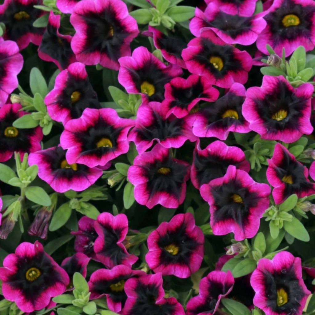 Calibrachoa Superbells Blackcurrant Punch - Petunia nana