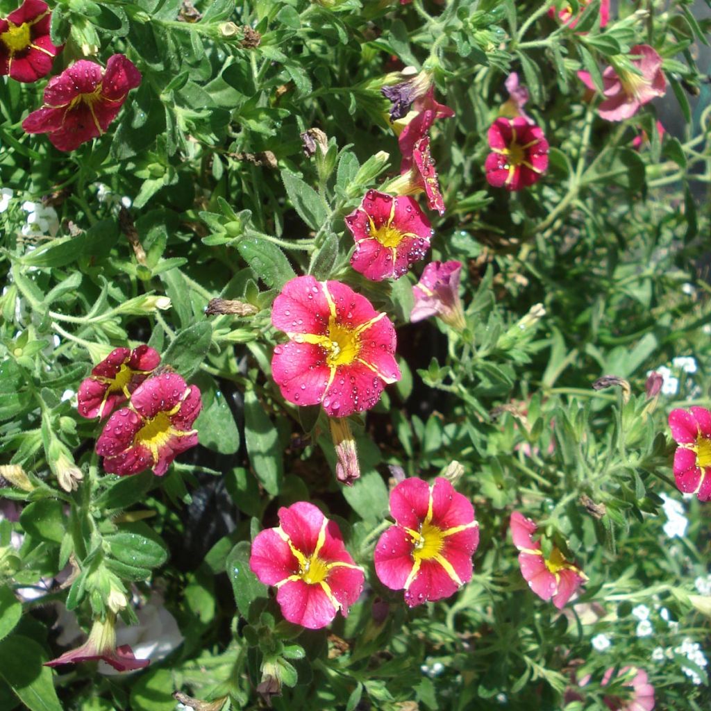 Calibrachoa Superbells Cherry Star