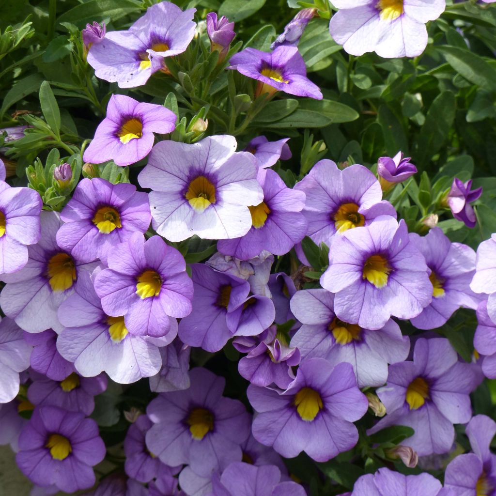 Calibrachoa Superbells Unique Lavender - Petunia nana