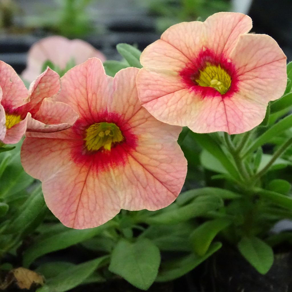 Calibrachoa Superbells Unique Mango Punch - Petunia nana