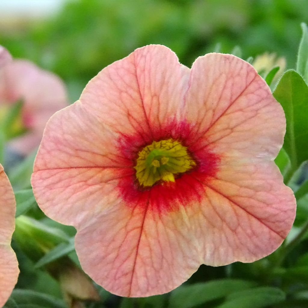 Calibrachoa Superbells Unique Mango Punch - Petunia nana