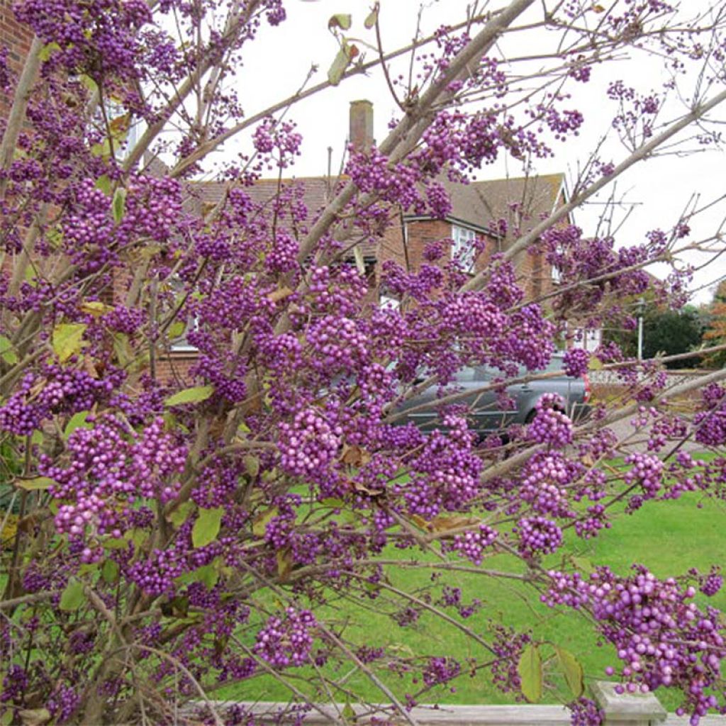 Callicarpa bodinieri var. giraldii Profusion