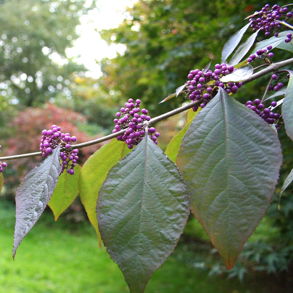 Callicarpa bodinieri var. giraldii Profusion