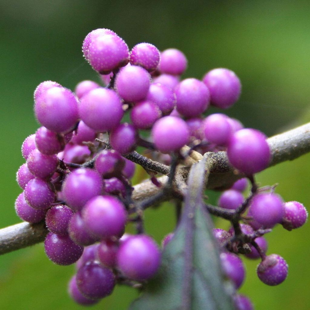 Callicarpa bodinieri var. giraldii Profusion