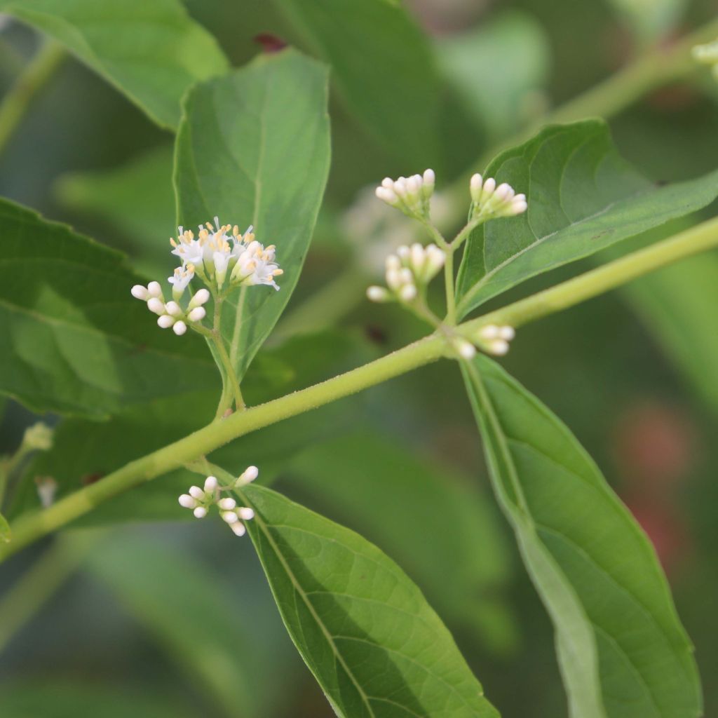 Callicarpa dichotoma Albibacca