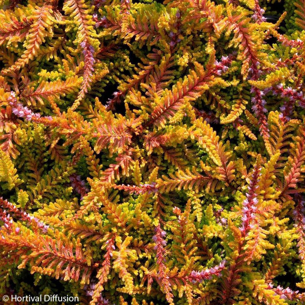 Calluna vulgaris Wickwar Flame - Brugo