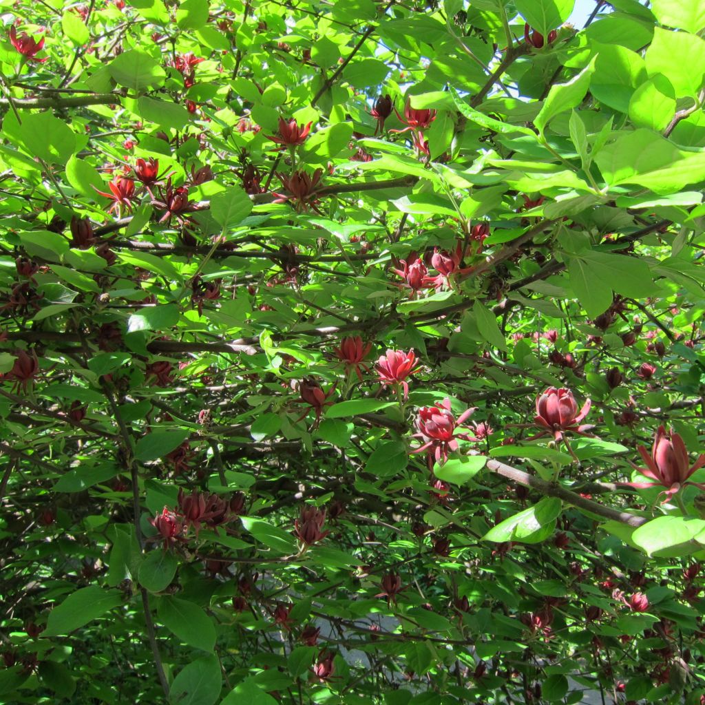 Calycanthus floridus - Calicanto d'Estate