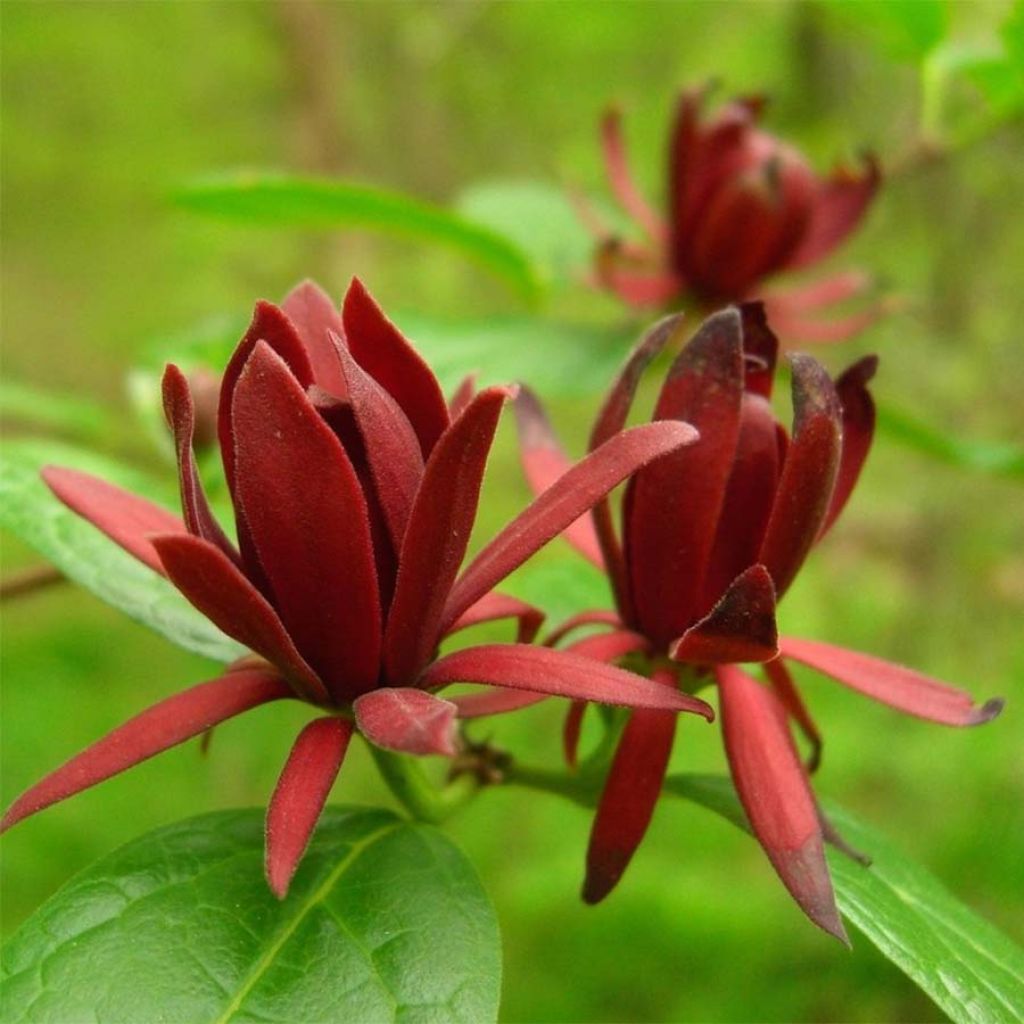 Calycanthus floridus - Calicanto d'Estate