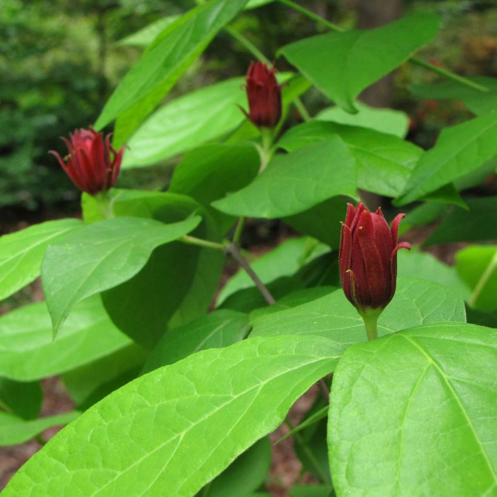 Calycanthus floridus - Calicanto d'Estate