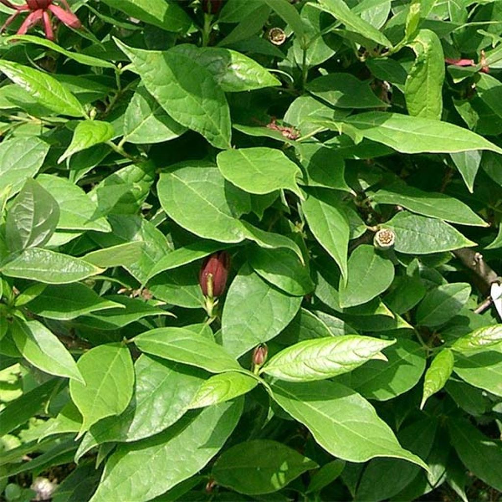 Calycanthus floridus - Calicanto d'Estate