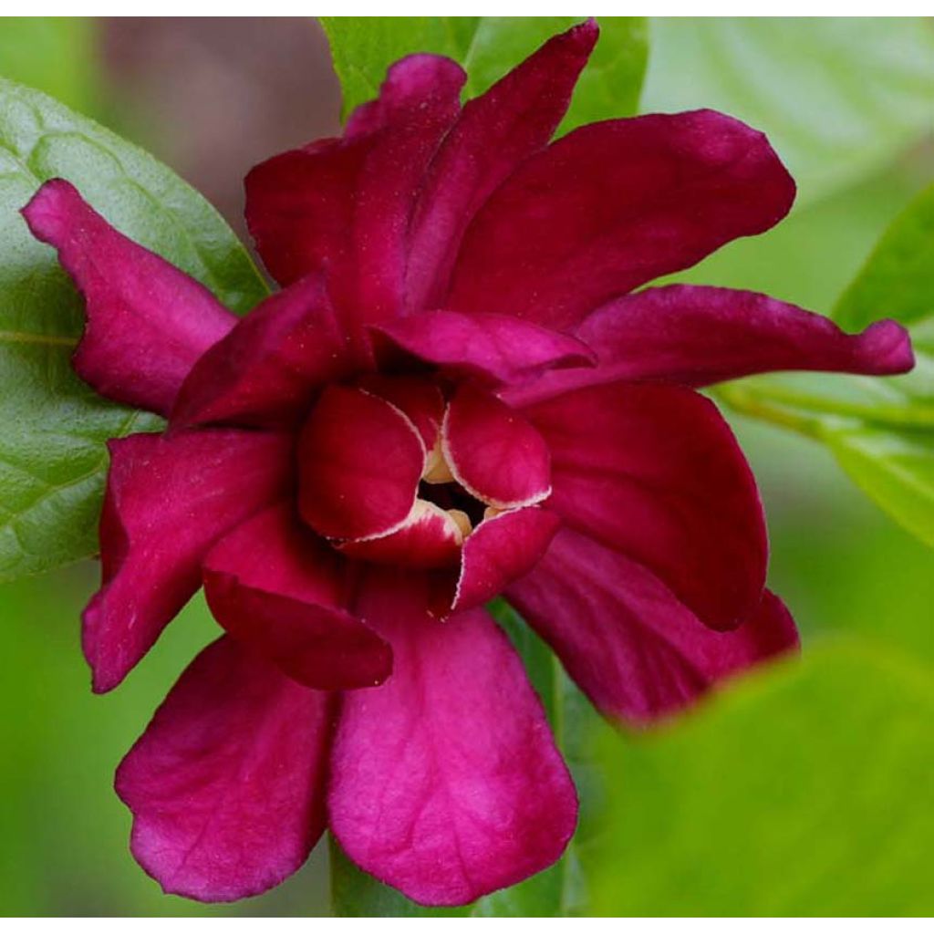 Calycanthus raulstonii Hartlage Wine - Calicanto