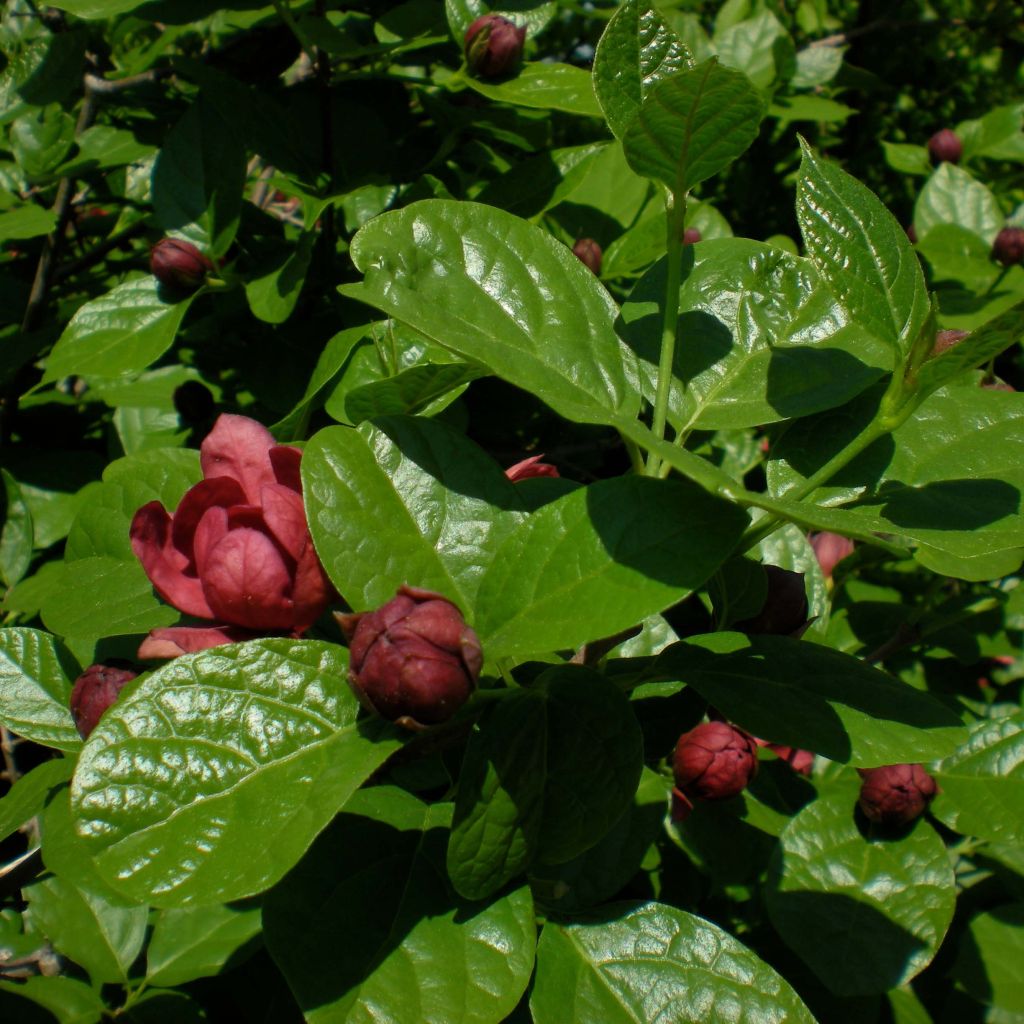 Calycanthus raulstonii Hartlage Wine - Calicanto