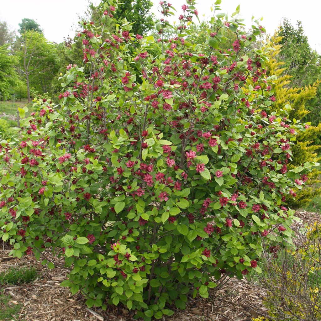 Calycanthus raulstonii Hartlage Wine - Calicanto