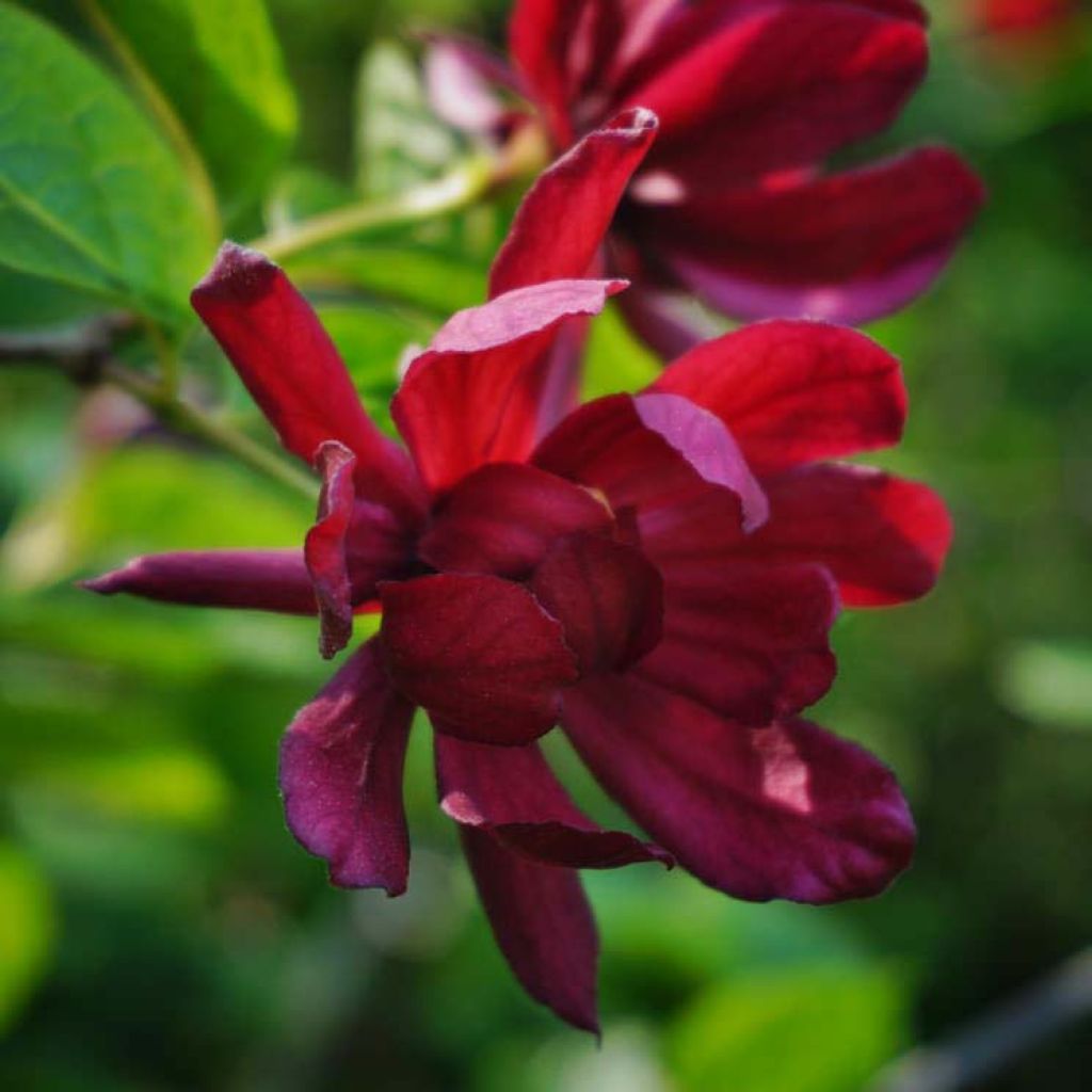 Calycanthus raulstonii Hartlage Wine - Calicanto