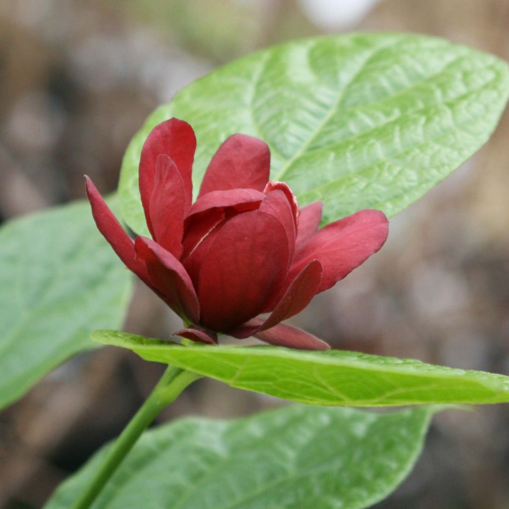 Calycanthus raulstonii Hartlage Wine - Calicanto