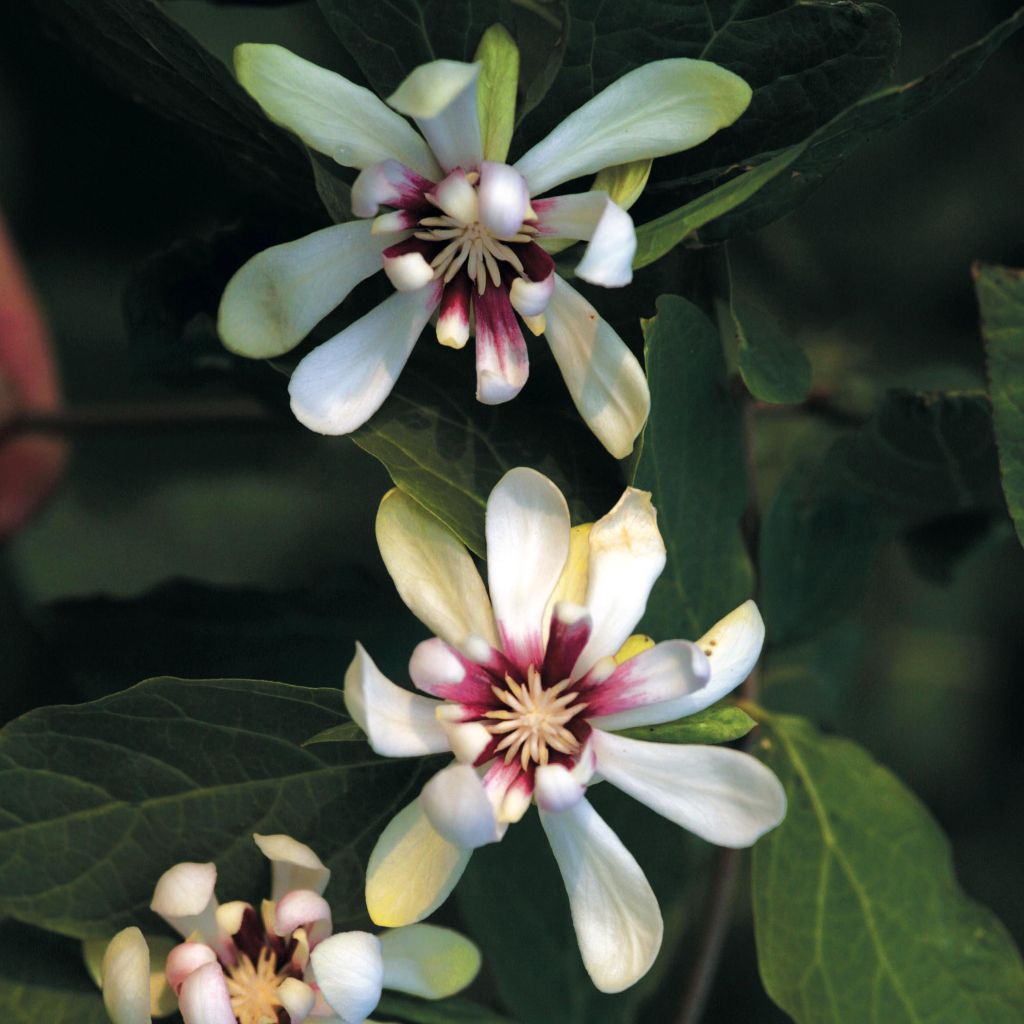 Calycanthus raulstonii Venus - Calicanto