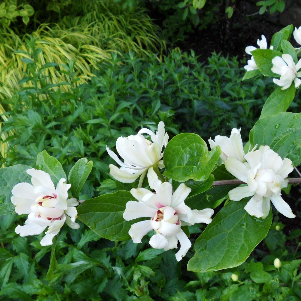 Calycanthus raulstonii Venus - Calicanto