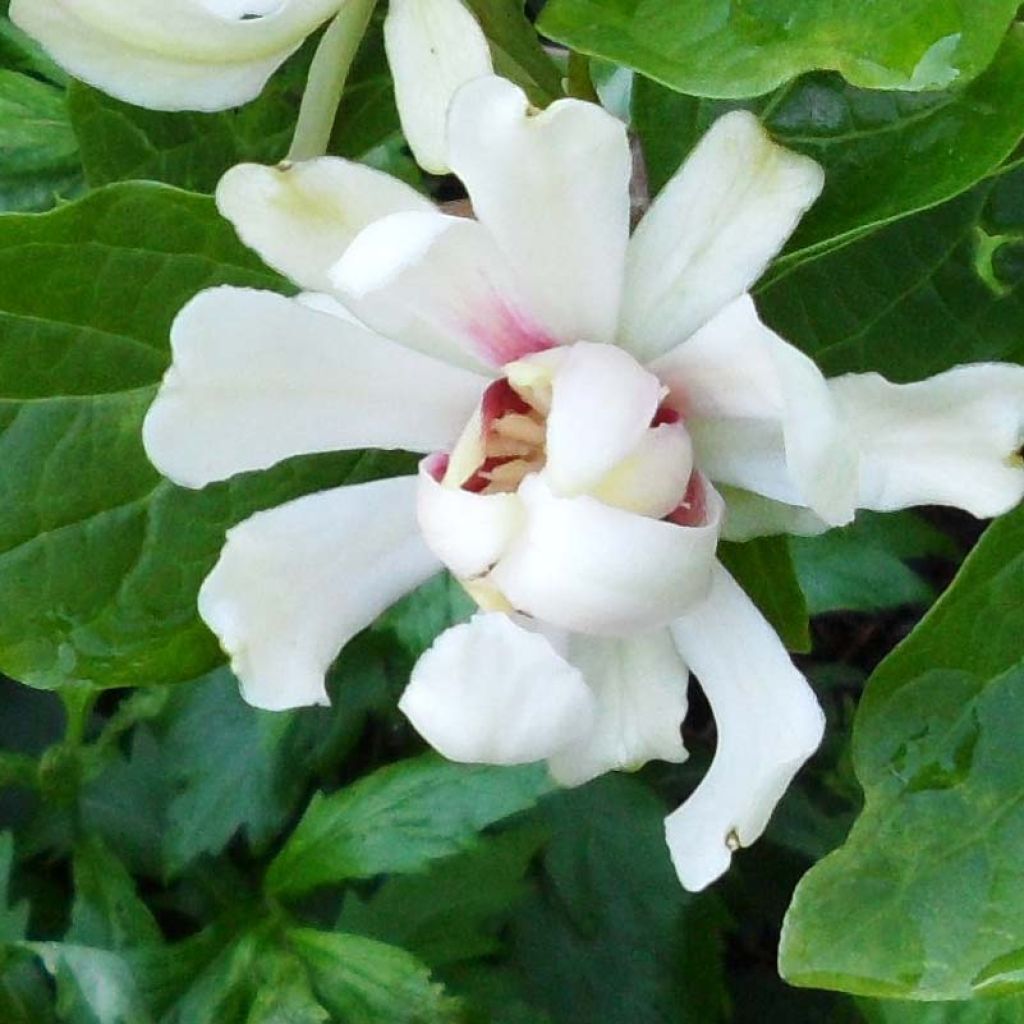 Calycanthus raulstonii Venus - Calicanto