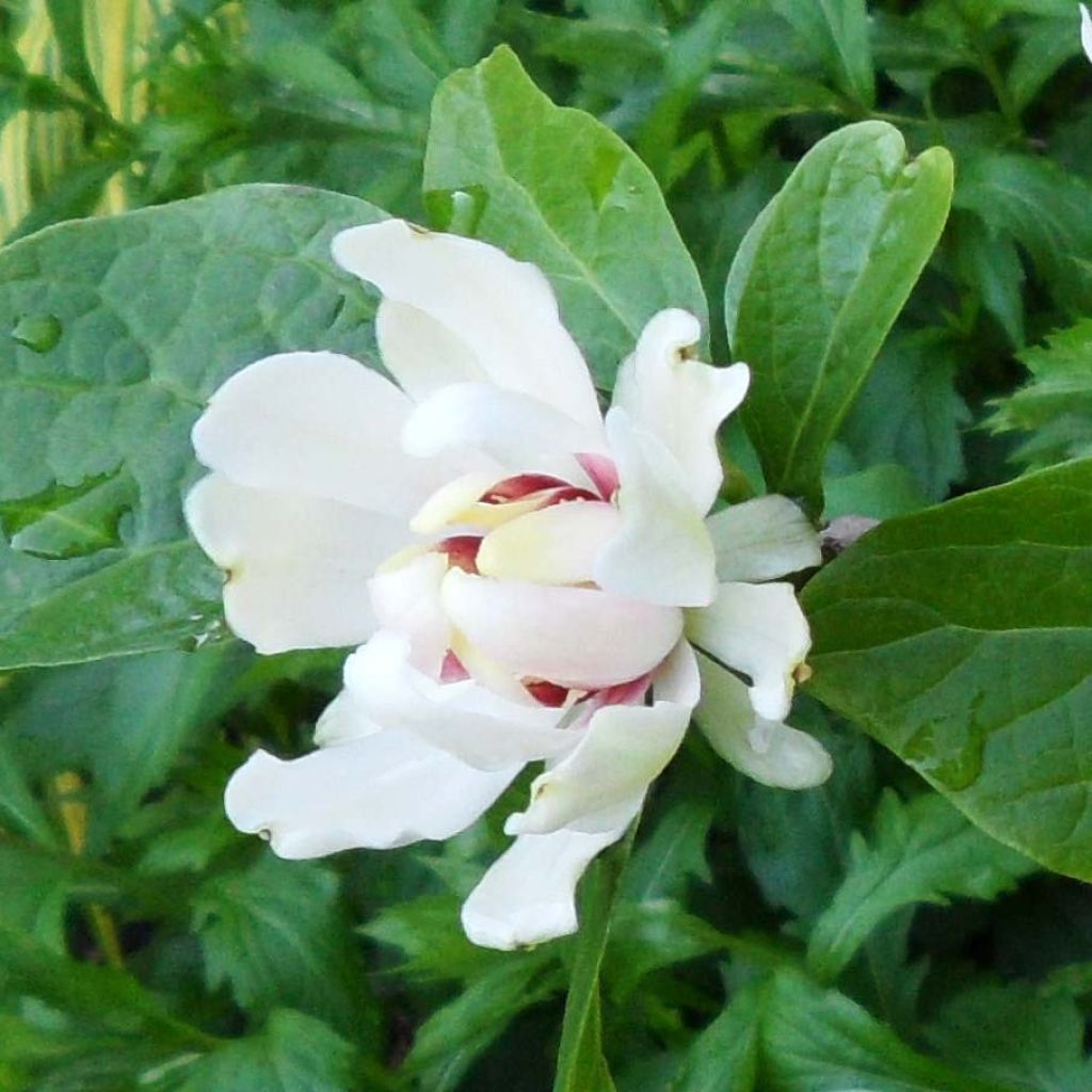 Calycanthus raulstonii Venus - Calicanto