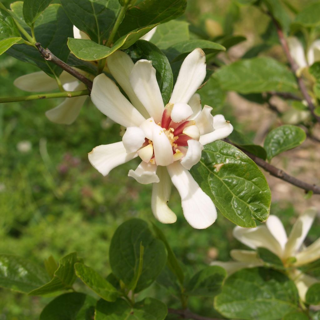 Calycanthus raulstonii Venus - Calicanto