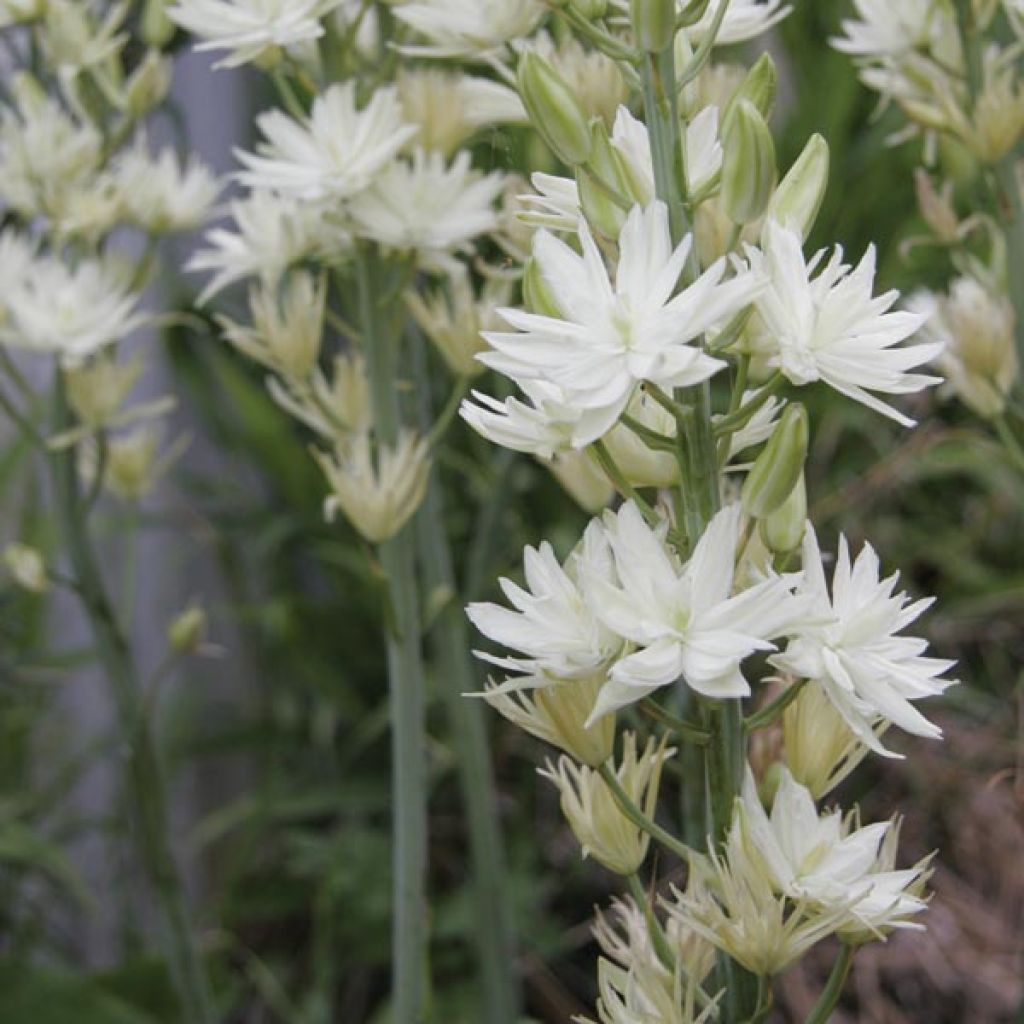 Camassia Leichtlinii Semiplena