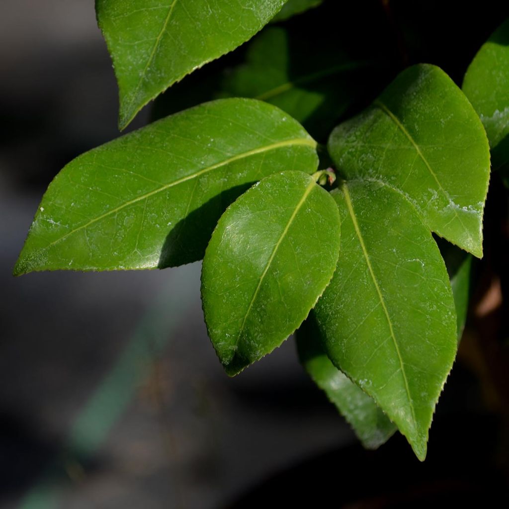 Camellia japonica Nuccio's Jewel