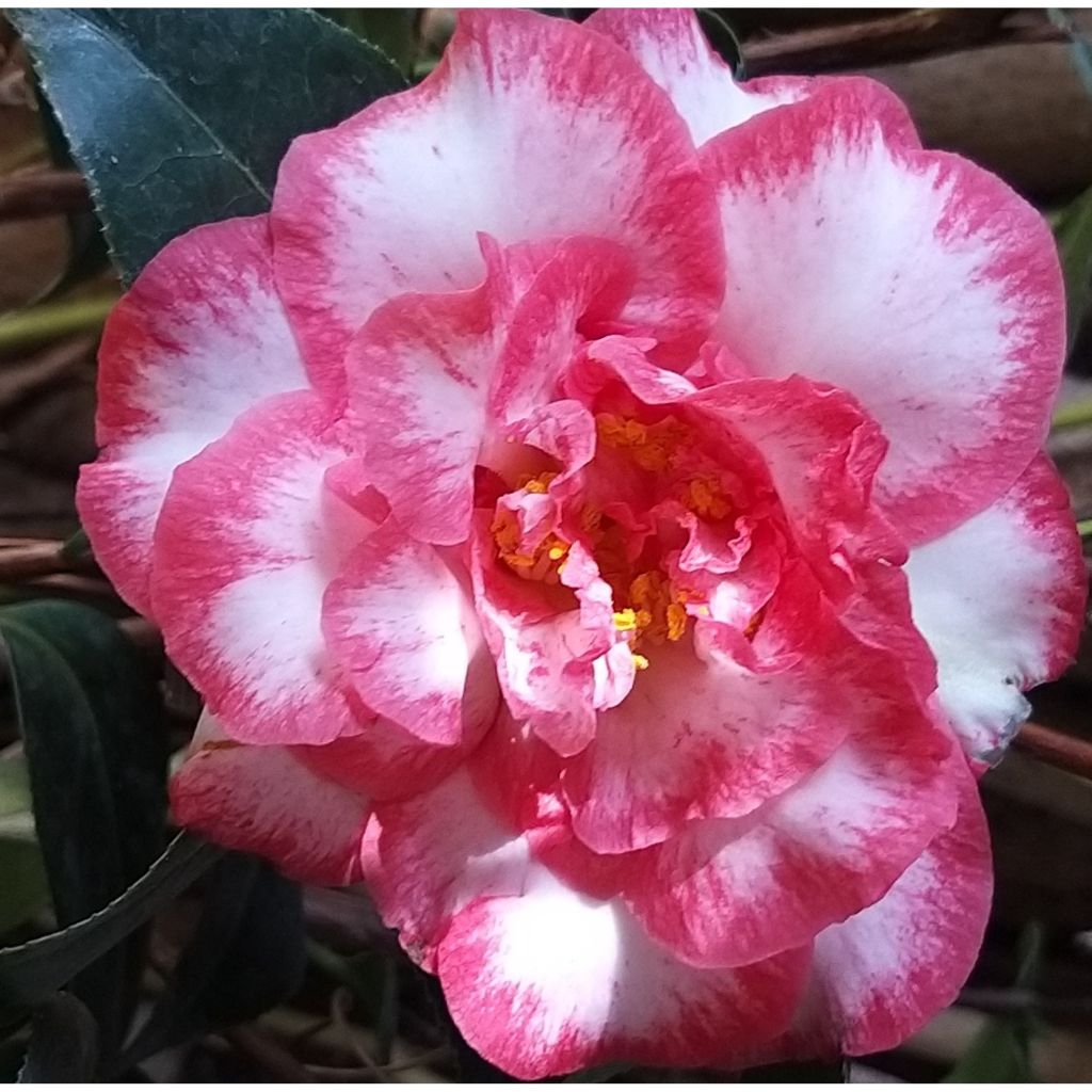 Camellia Betty's Beauty